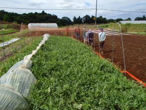 スイカの収穫とカラス対策 農業実践教室のブログ 農業実践教室